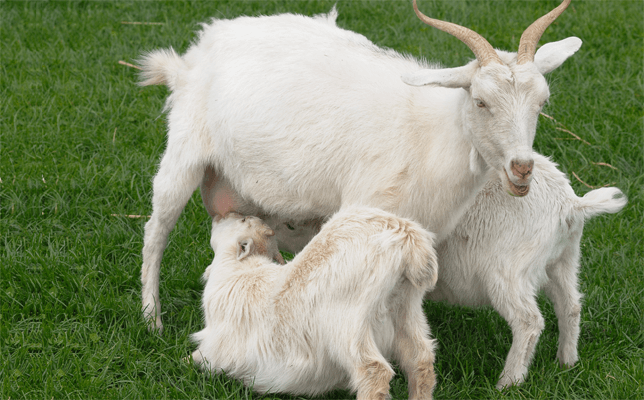 goat milk india